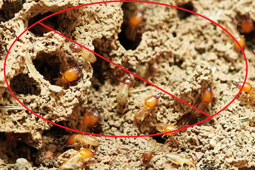 Termite Control